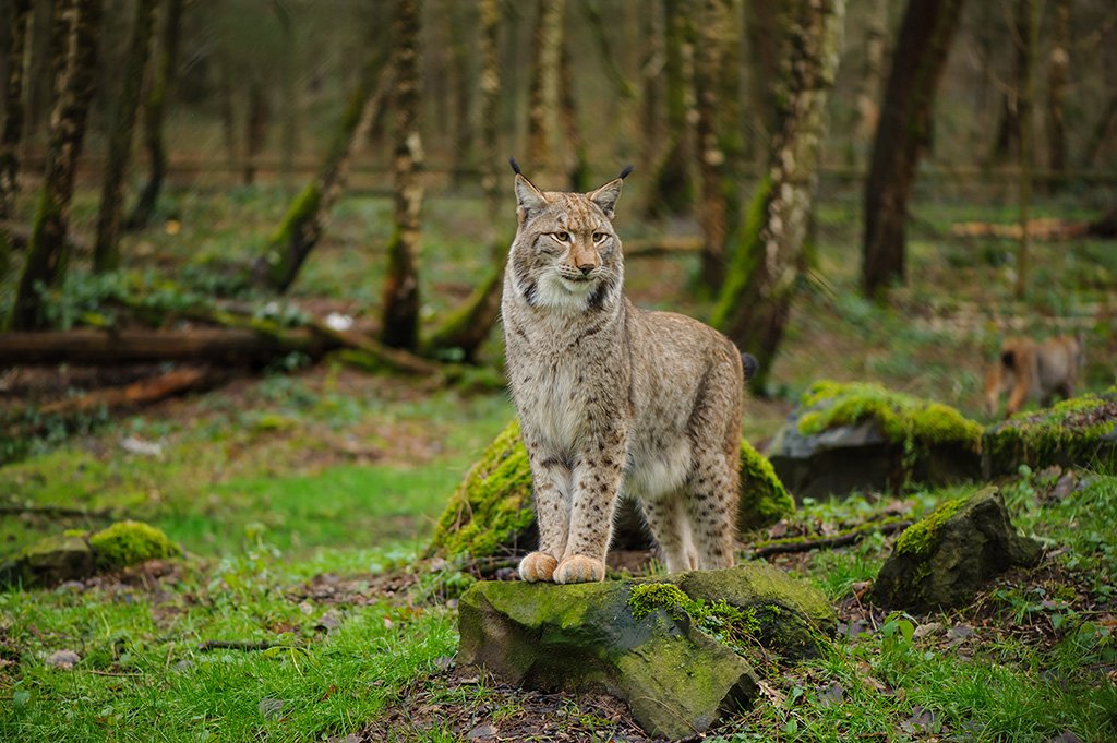 Luchs