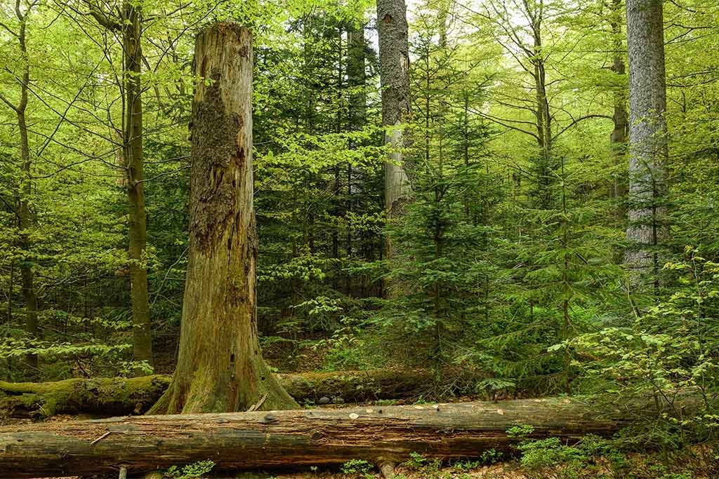 Natürliche Wälder