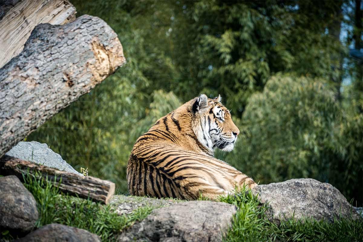 Tiger im Tierpark Straubing