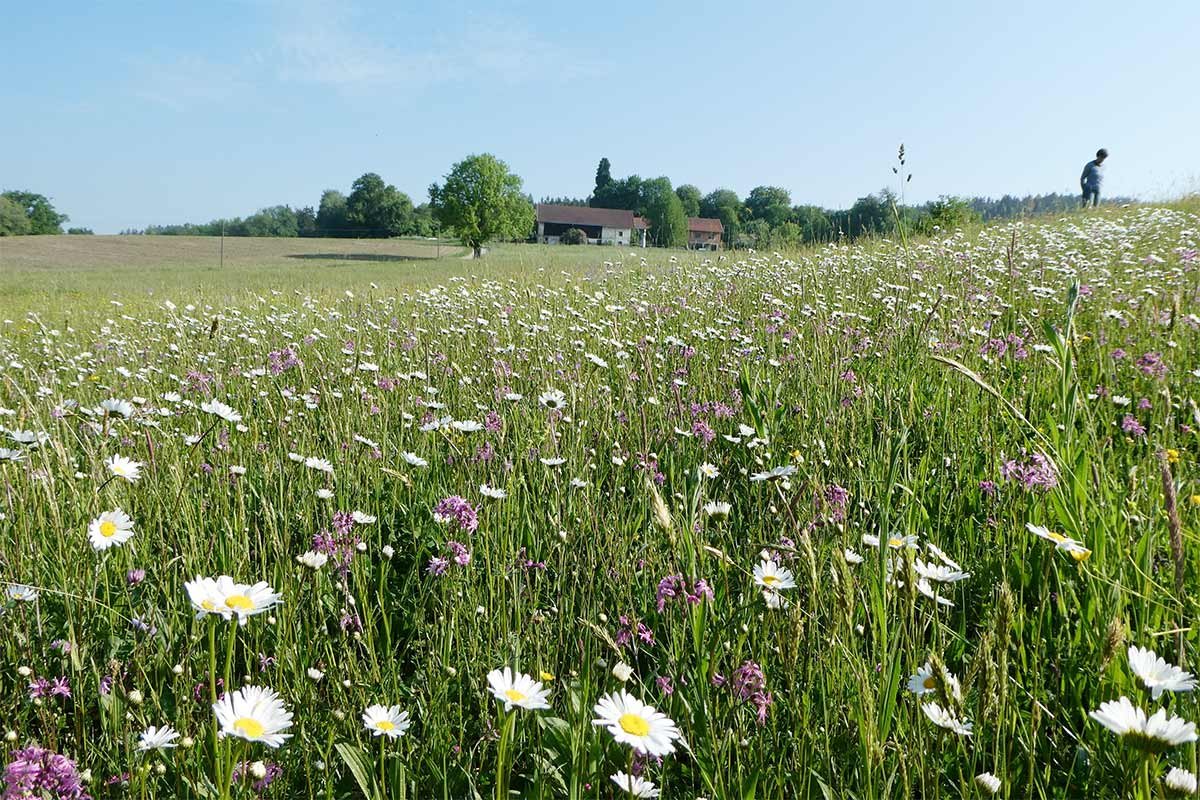 Wiesenmeisterschaft 2026