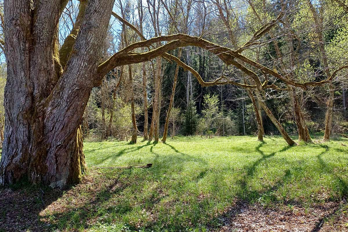 Botanische Wanderung ins malerische Büchelbachtal