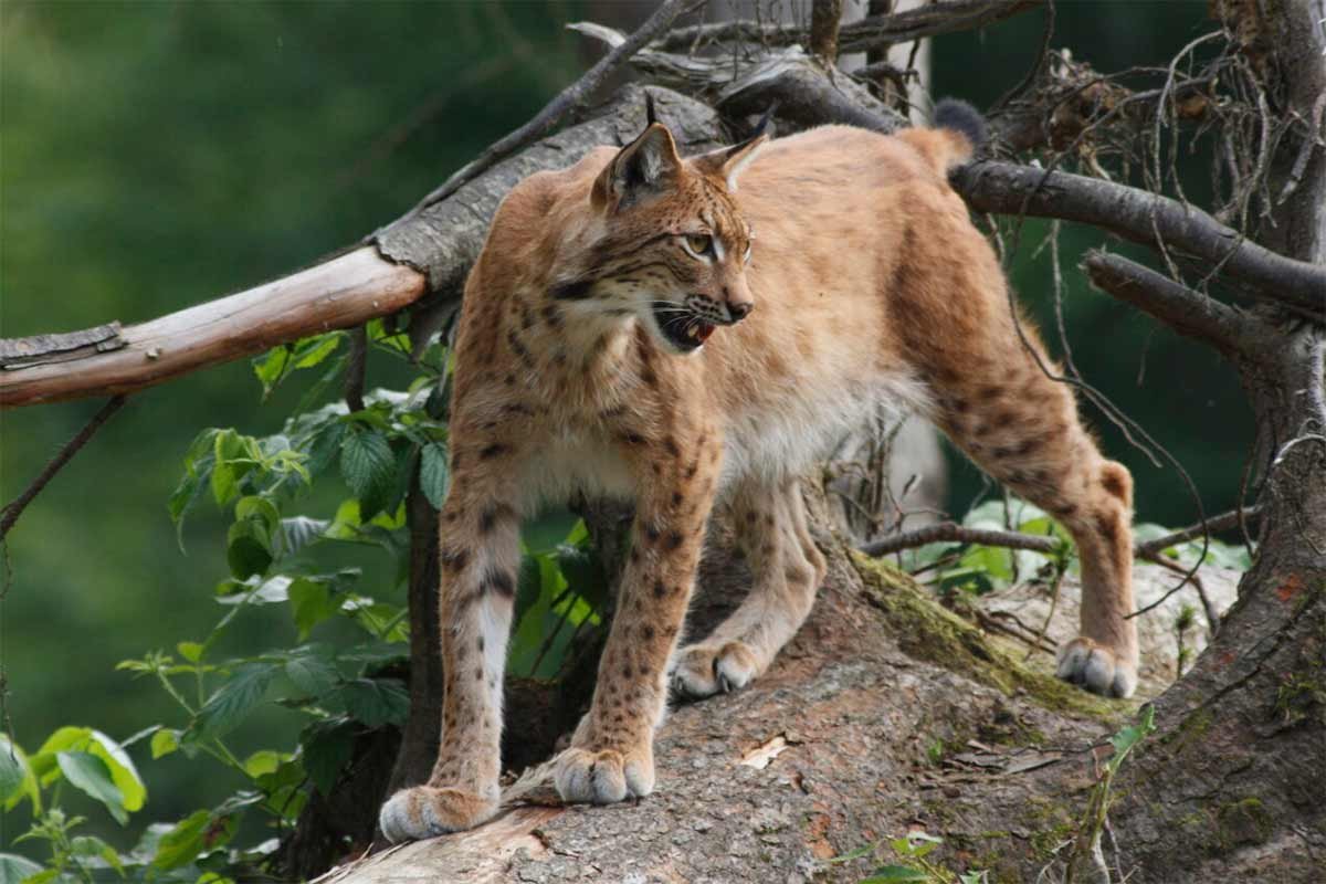 Luchs im Bayerischen Wald