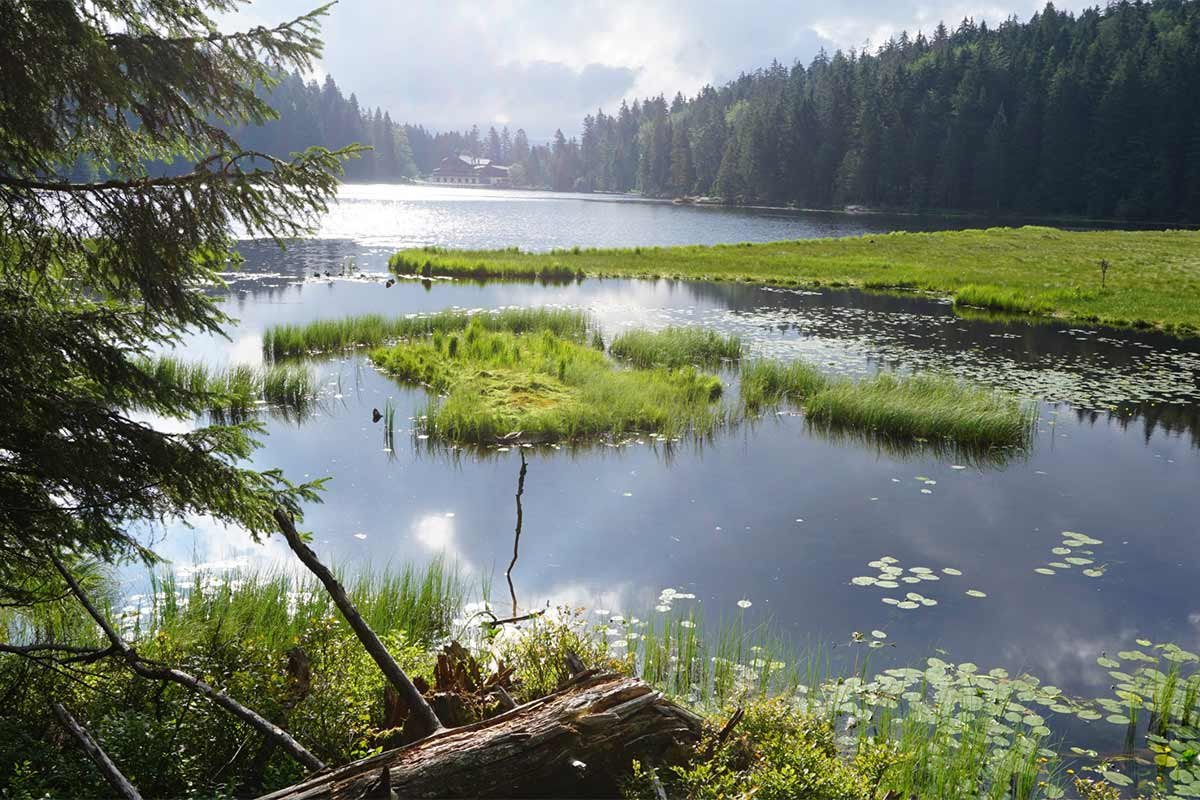 Schwimmende Inseln im Arbersee