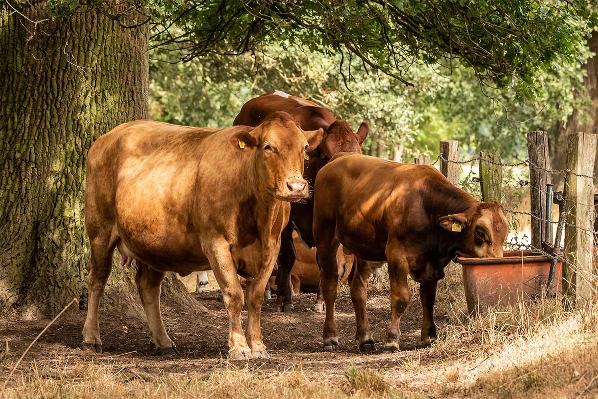 Hitze auf der Weide: Veterinäramt erinnert an Pflichten für Tierhalter