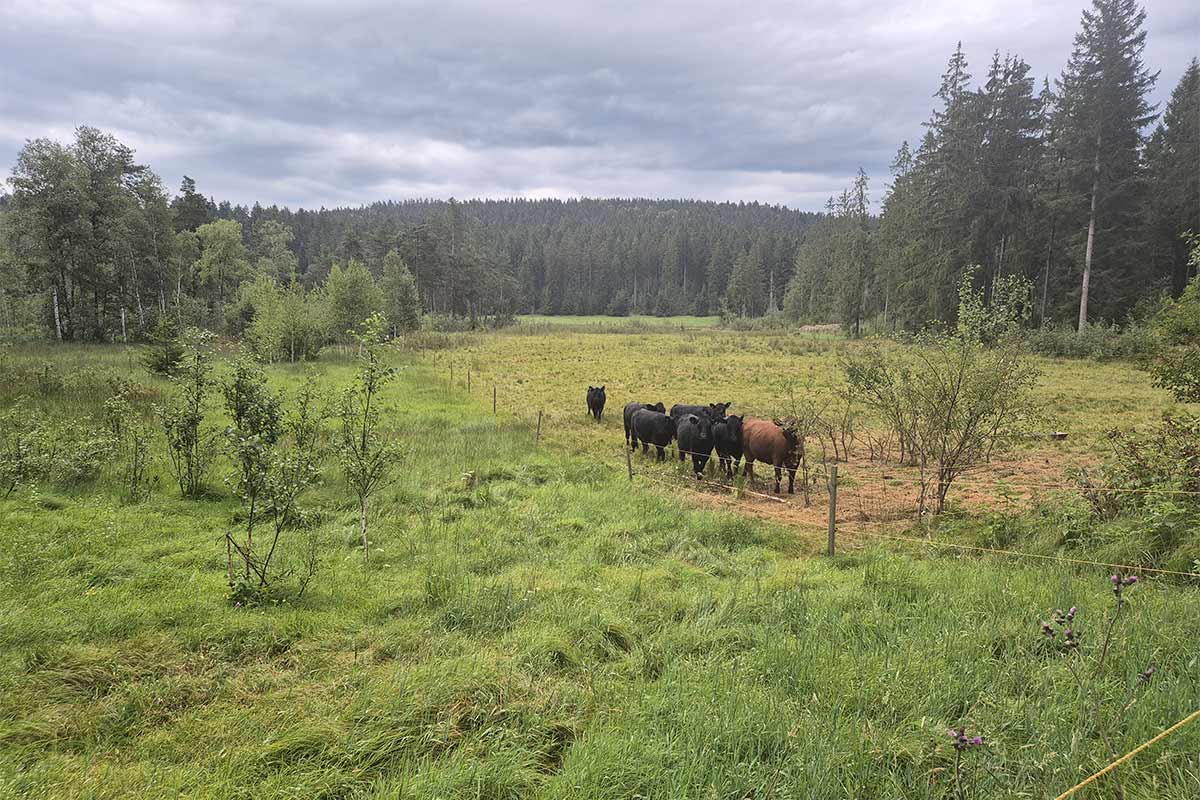 Naturpark-Führung: Beweidungsflächen am Osterbach