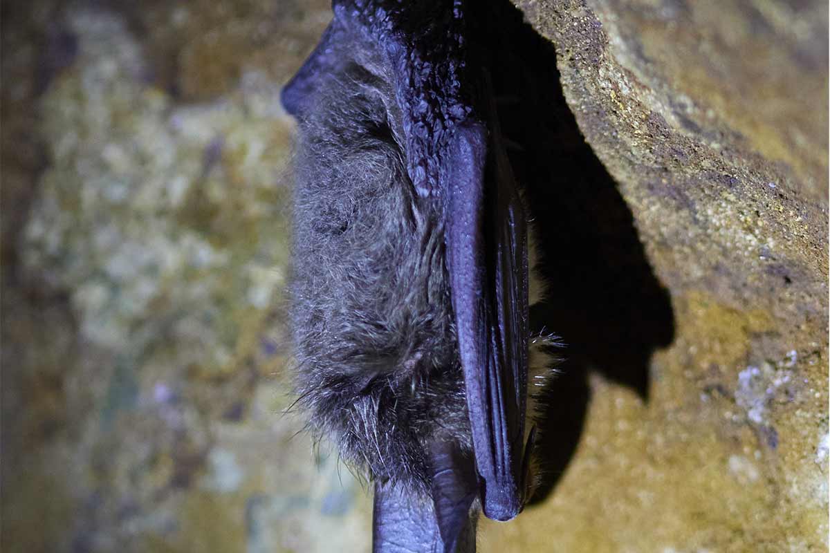 30. Europäische Fledermausnacht in Bayerisch Eisenstein am 29.08.2026