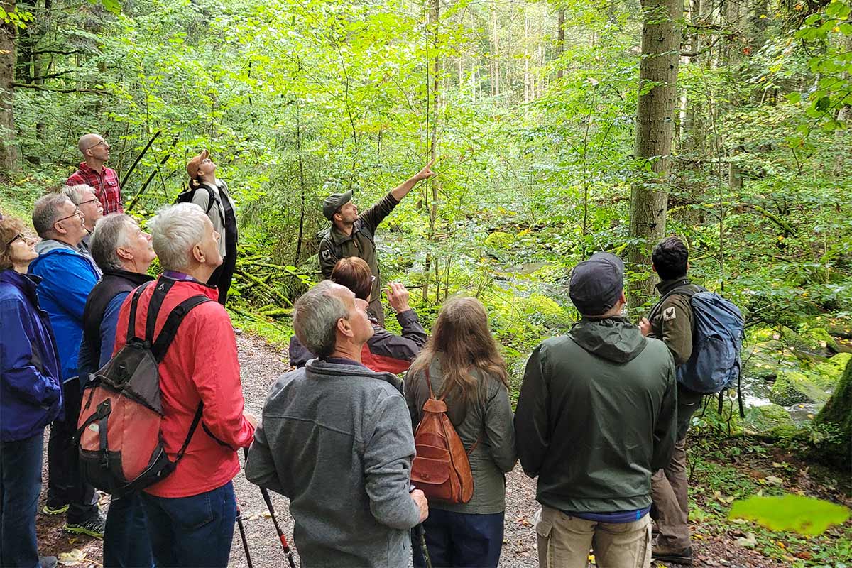 Wald und Wasser in der Saußbachklamm
