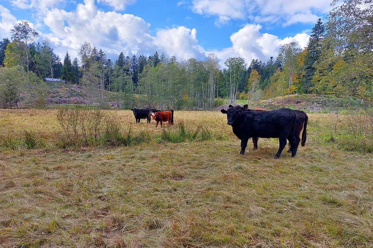 Unterwegs mit den Naturpark-Rangern – Schwammlandschaften bei Kreuzberg