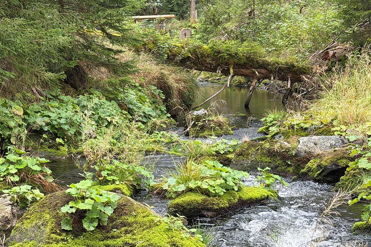 Wasser, Gestein, Klima: Herausforderungen für den Bayerischen Wald